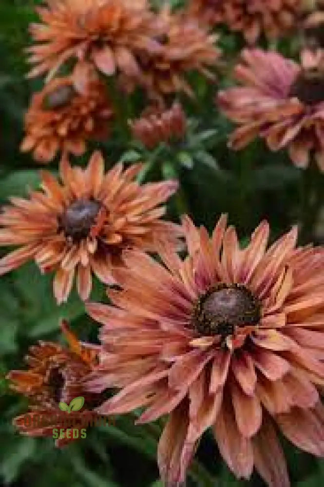 Rudbeckia Hirta Sahara Seeds For Gardening - Lengthy Title With Keywords Your Beautiful Garden