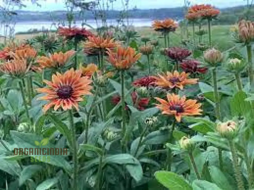 Rudbeckia Hirta Sahara Seeds For Gardening - Lengthy Title With Keywords Your Beautiful Garden