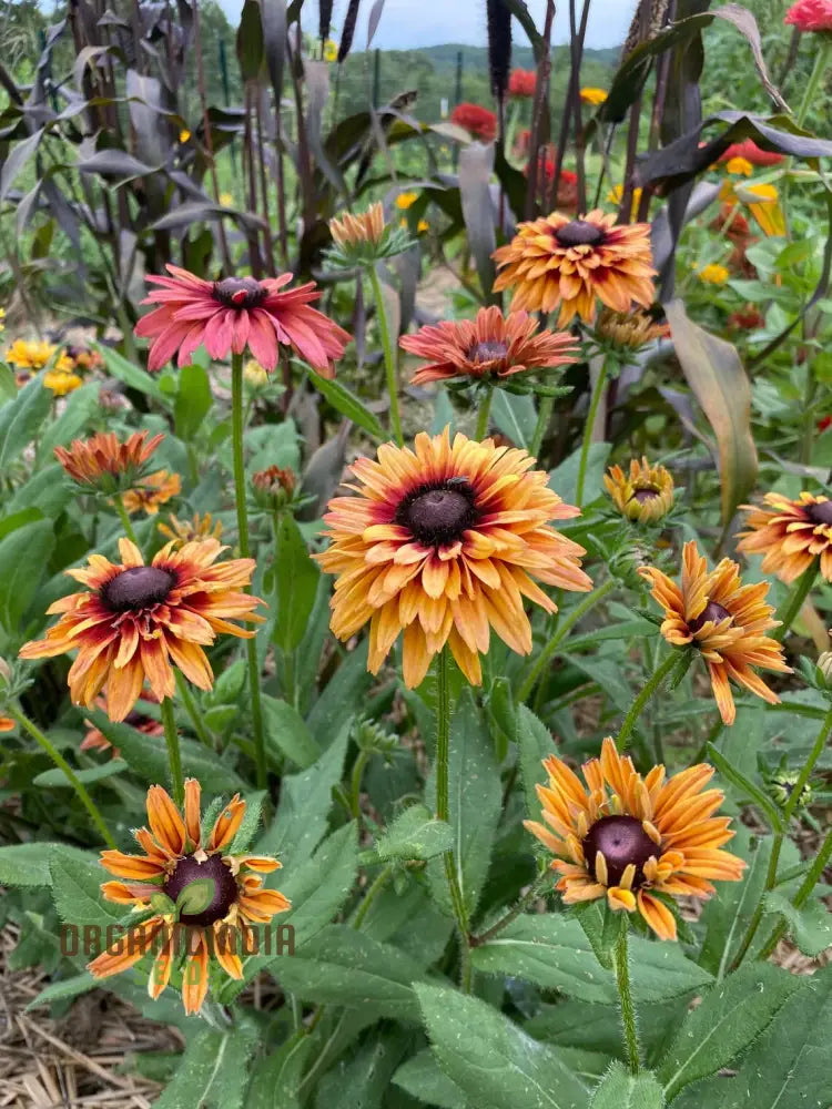 Rudbeckia Hirta Sahara Seeds For Gardening - Lengthy Title With Keywords Your Beautiful Garden