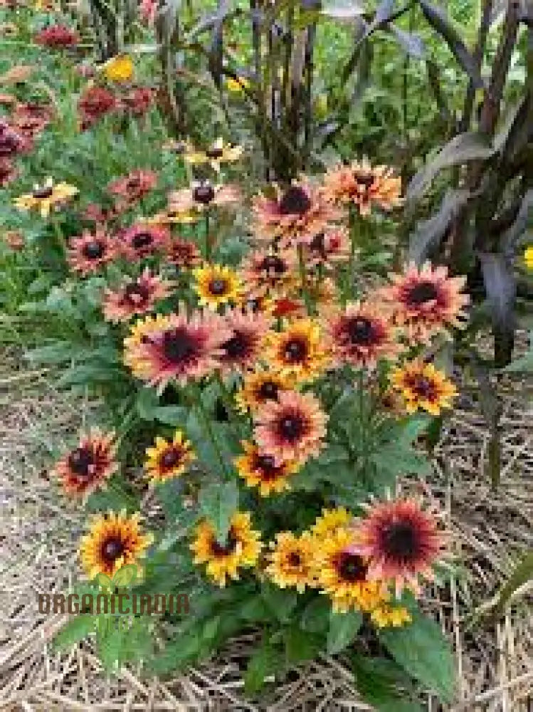 Rudbeckia Hirta Sahara Seeds For Gardening - Lengthy Title With Keywords Your Beautiful Garden