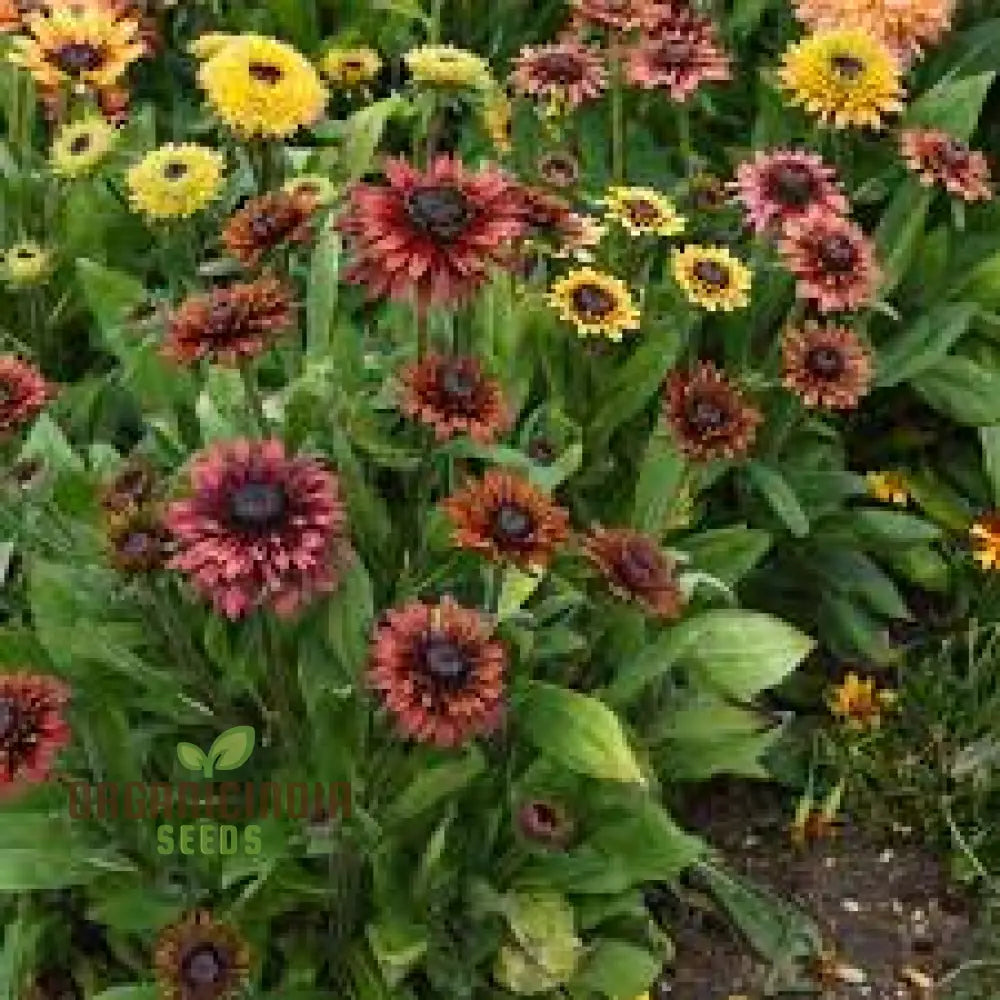 Rudbeckia Hirta Sahara Seeds For Gardening - Lengthy Title With Keywords Your Beautiful Garden