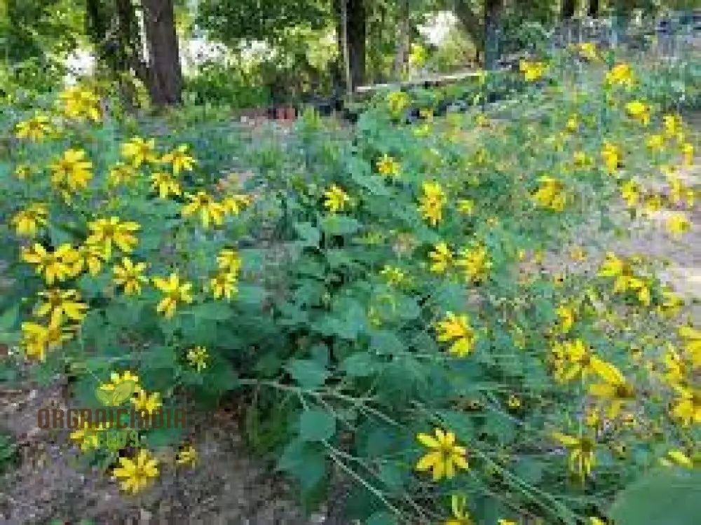 Rudbeckia Laciniata Seeds For Gardening – Premium Quality Vibrant Gardens