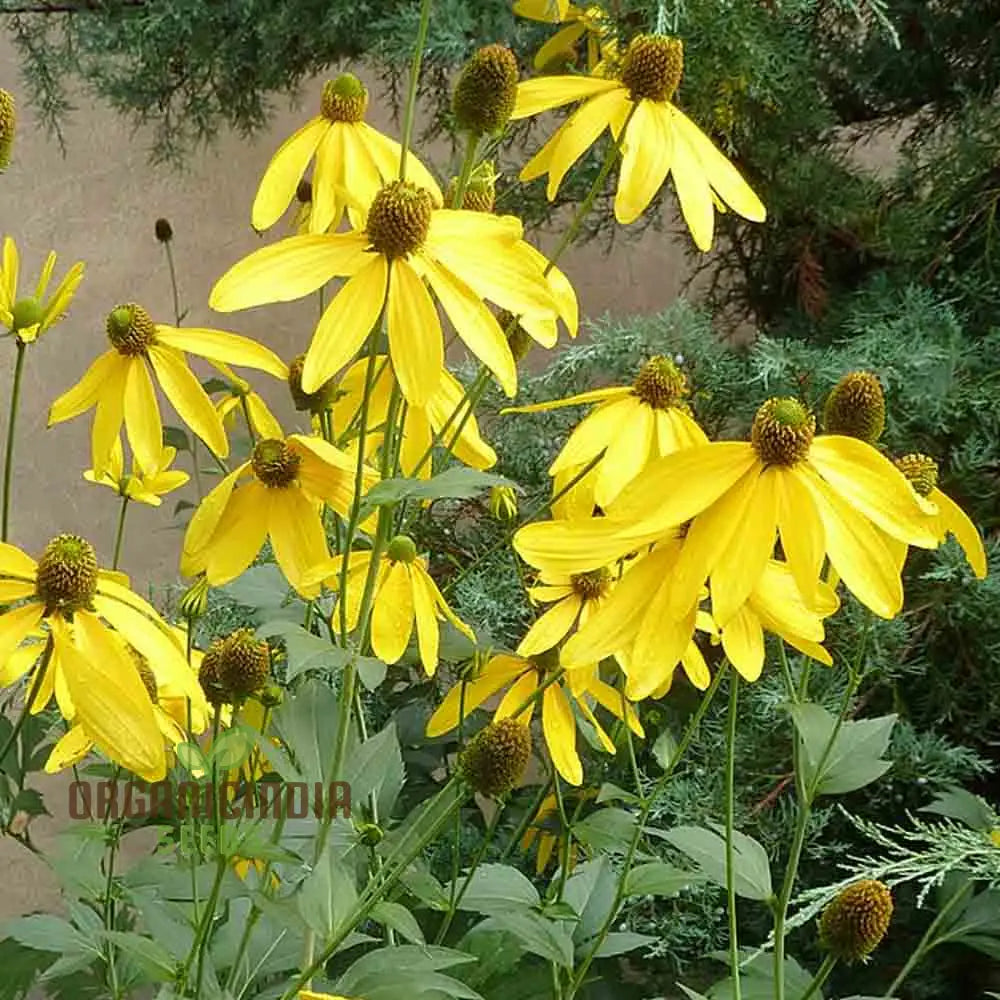 Rudbeckia Laciniata Seeds For Gardening – Premium Quality Vibrant Gardens