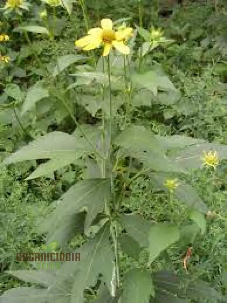 Rudbeckia Laciniata Seeds For Gardening – Premium Quality Vibrant Gardens