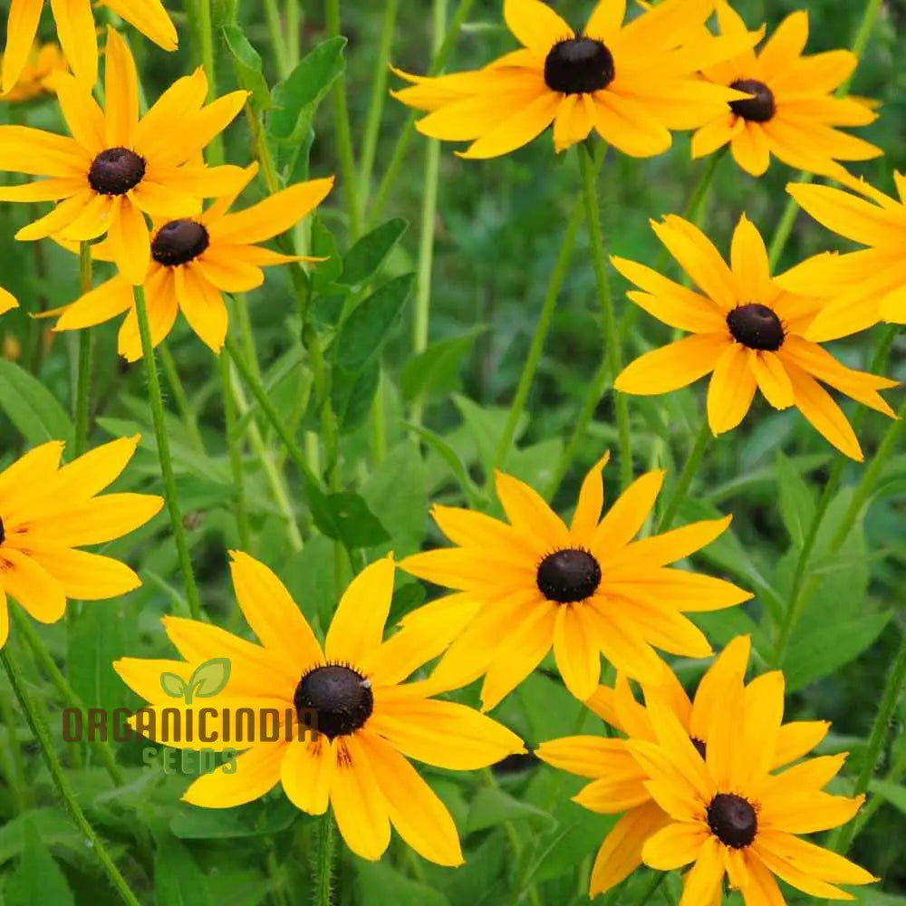 Rudbeckia Marmalade Flower Seeds Premium For Gardening Enthusiasts Exquisite Garden Seeds