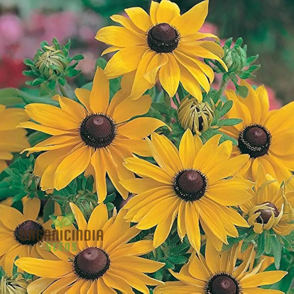 Rudbeckia Marmalade Flower Seeds Premium For Gardening Enthusiasts Exquisite Garden Seeds