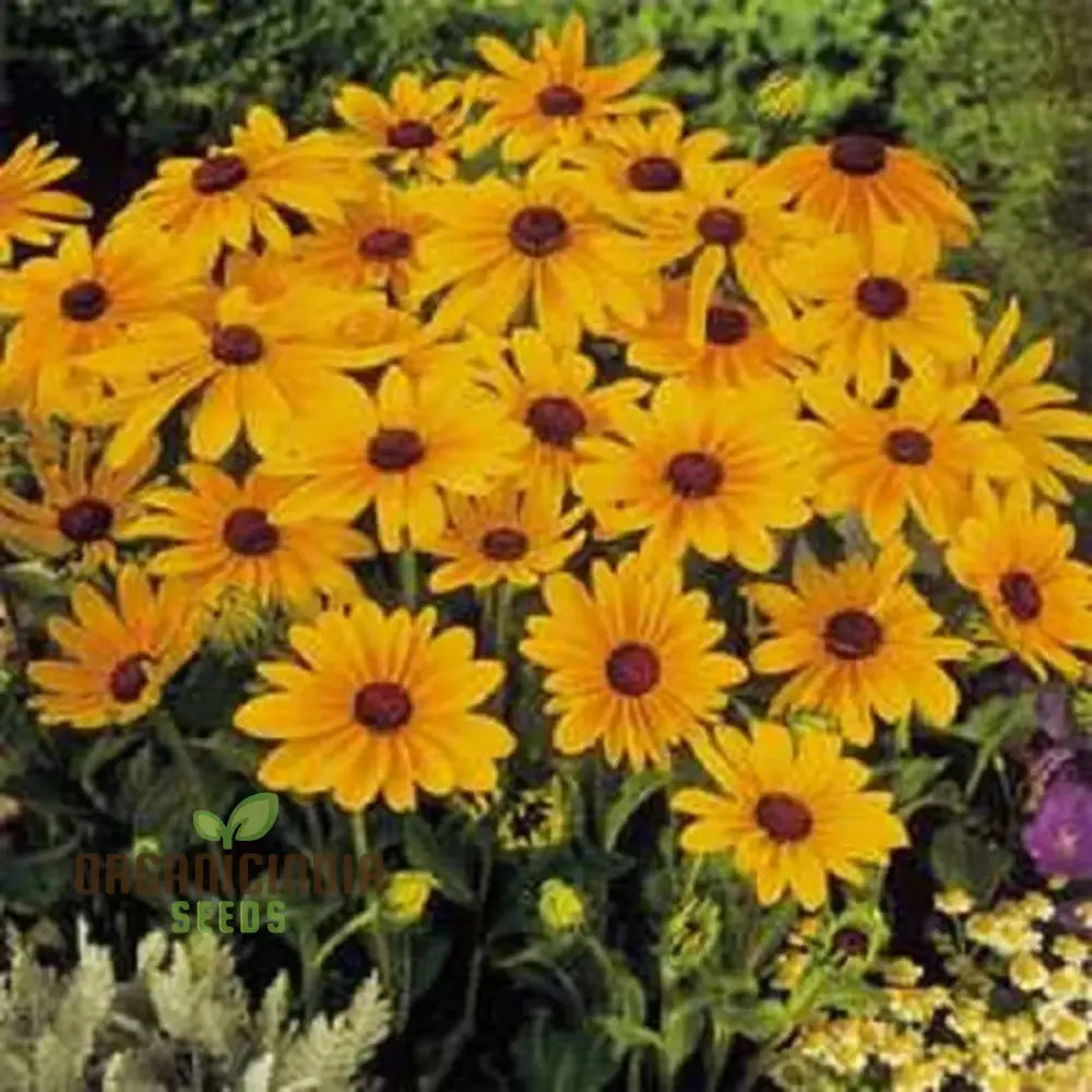 Rudbeckia Marmalade Flower Seeds Premium For Gardening Enthusiasts Exquisite Garden Seeds