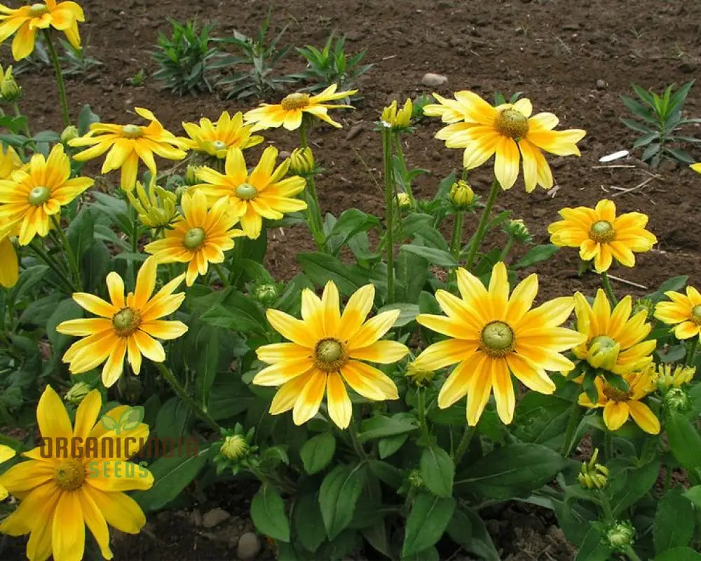 Rudbeckia Prairie Sun Seeds - Grow Bright And Cheerful Flowers In Your Garden