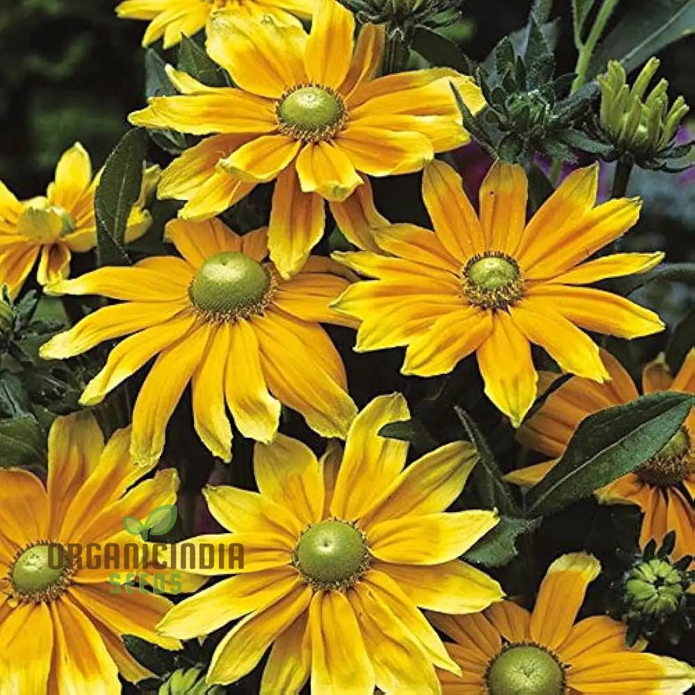 Rudbeckia Prairie Sun Seeds - Grow Bright And Cheerful Flowers In Your Garden