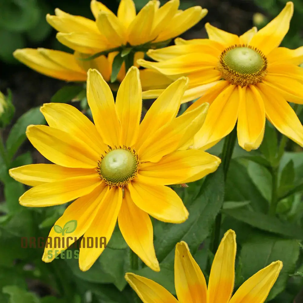 Rudbeckia Prairie Sun Seeds - Grow Bright And Cheerful Flowers In Your Garden