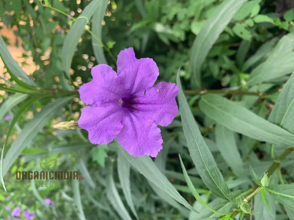 Ruellia Ciliata Flower Seeds For Planting Grow Beautiful Ciliate Wild Petunias For A Vibrant Garden