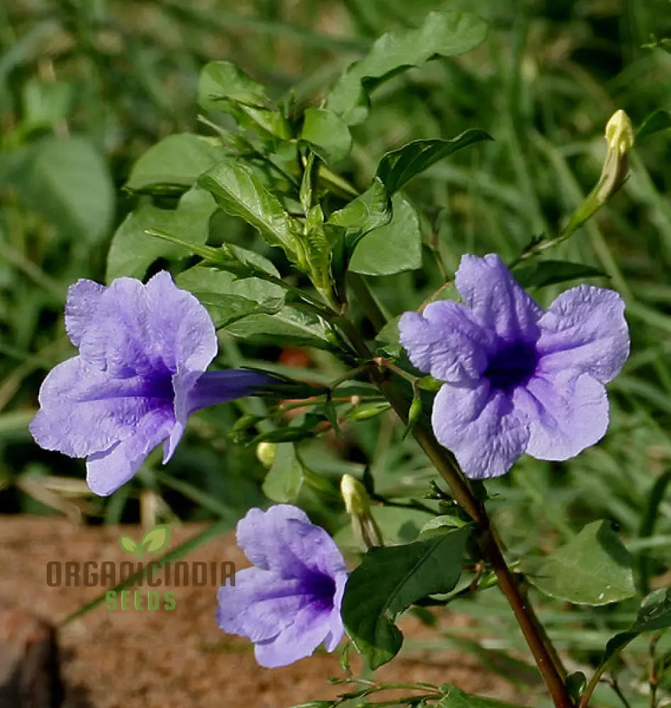 Ruellia Ciliata Flower Seeds For Planting Grow Beautiful Ciliate Wild Petunias For A Vibrant Garden