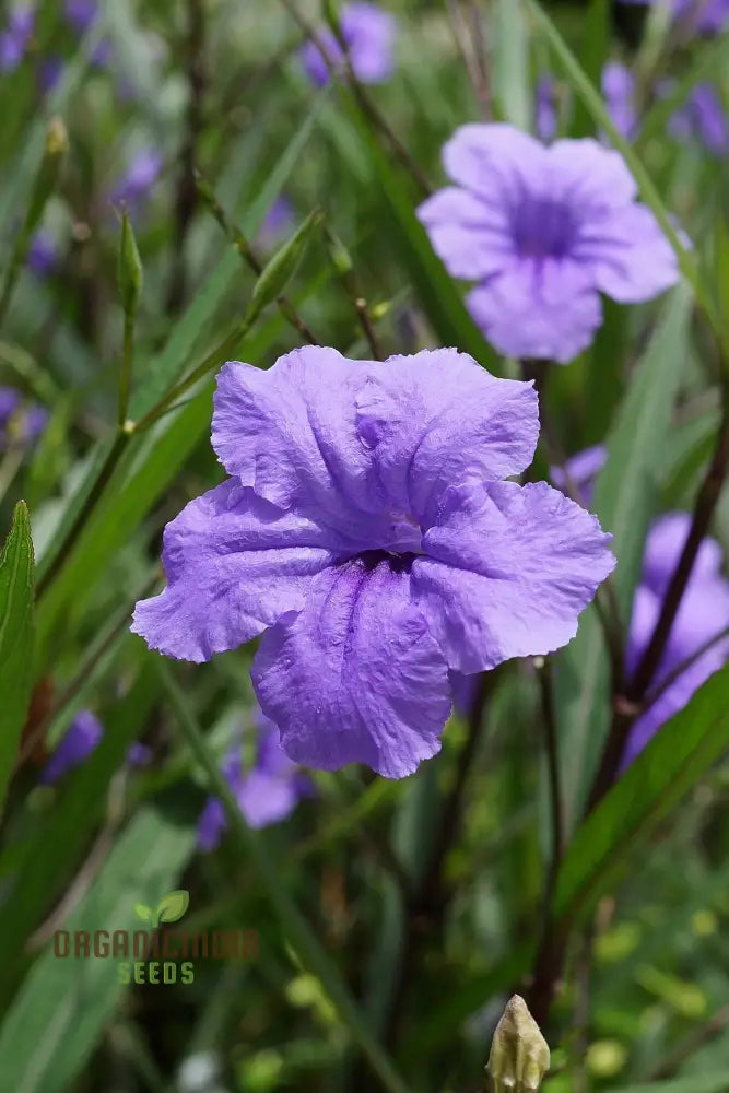 Ruellia Ciliata Flower Seeds For Planting Grow Beautiful Ciliate Wild Petunias For A Vibrant Garden