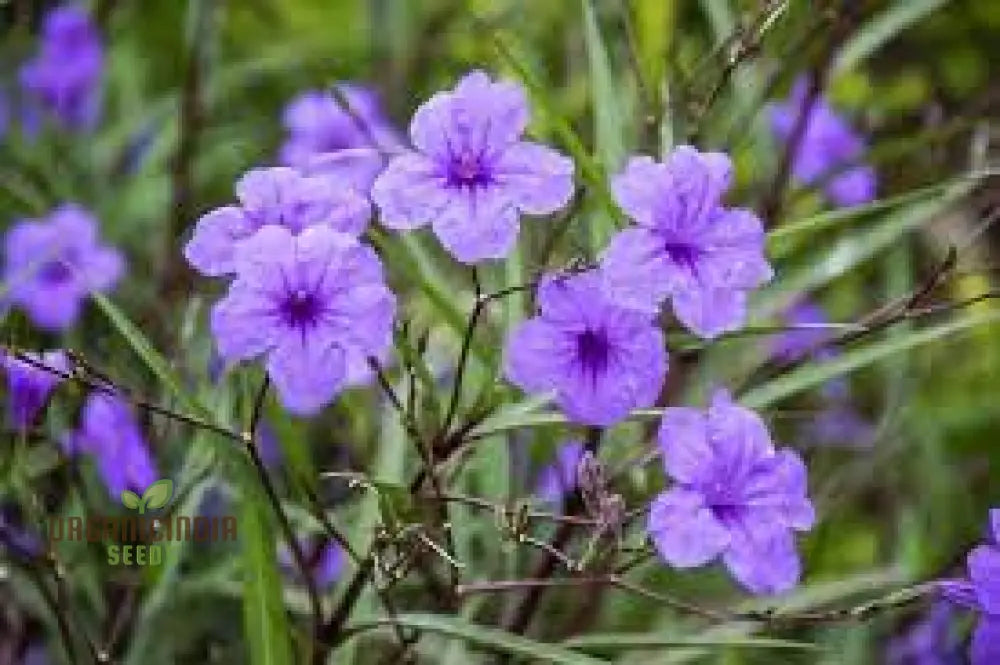 Ruellia Ciliata Flower Seeds For Planting Grow Beautiful Ciliate Wild Petunias For A Vibrant Garden