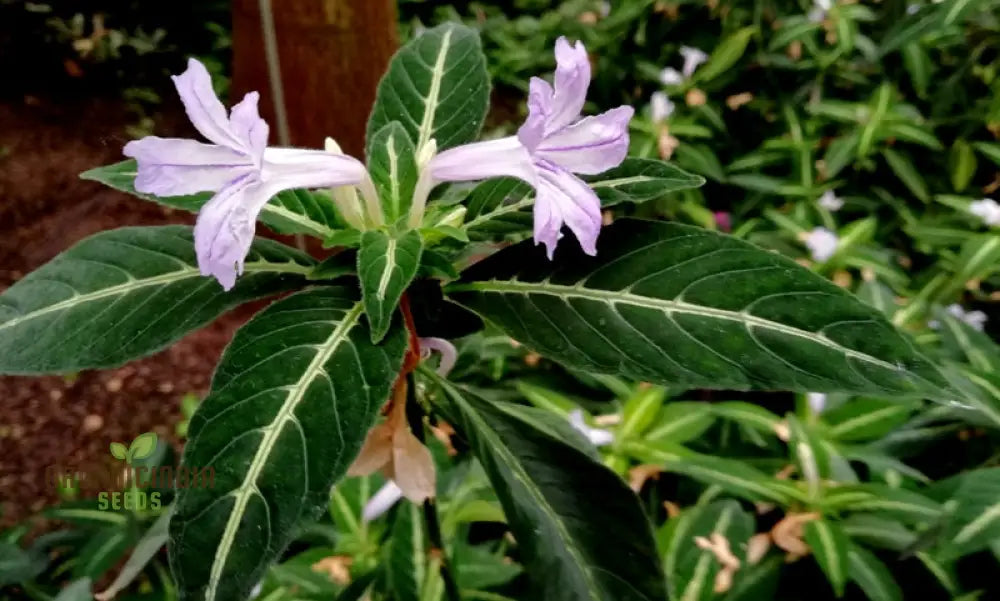 Ruellia Ciliata Seeds - Premium Quality For Gardening Enthusiasts | Organic Flower