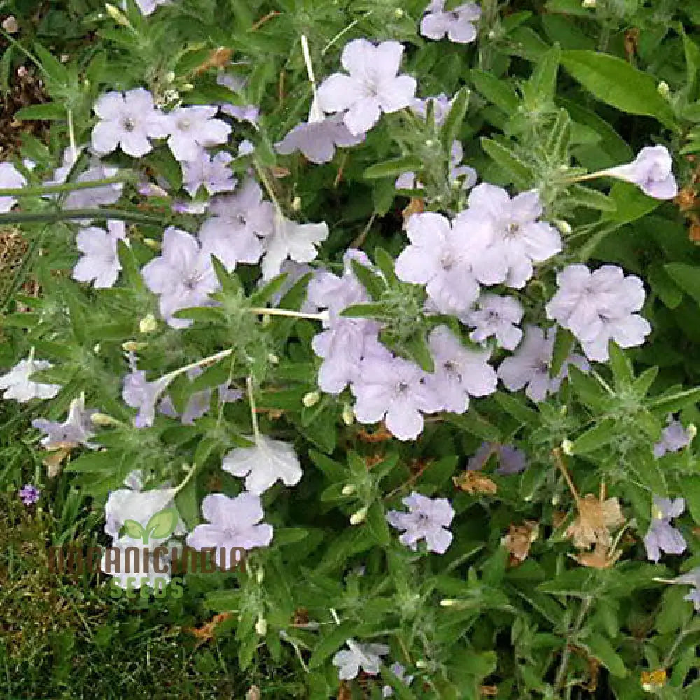 Ruellia Ciliata Seeds - Premium Quality For Gardening Enthusiasts | Organic Flower