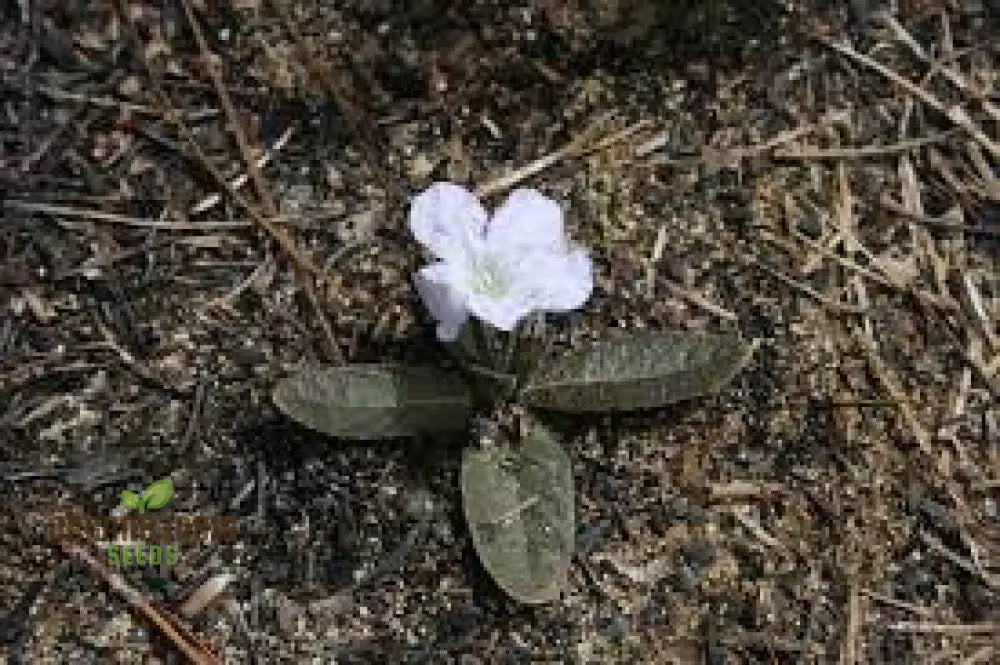 Ruellia Ciliata Seeds - Premium Quality For Gardening Enthusiasts | Organic Flower