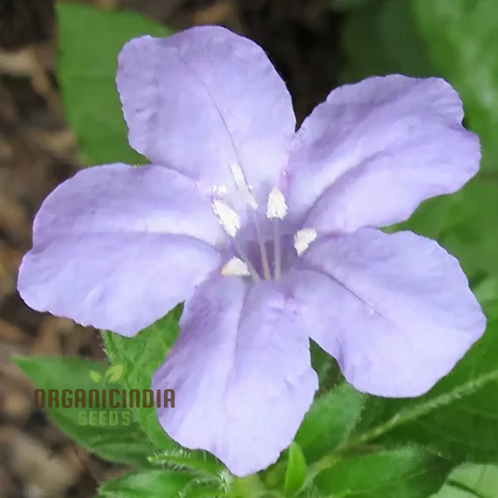 Ruellia Ciliata Seeds - Premium Quality For Gardening Enthusiasts | Organic Flower