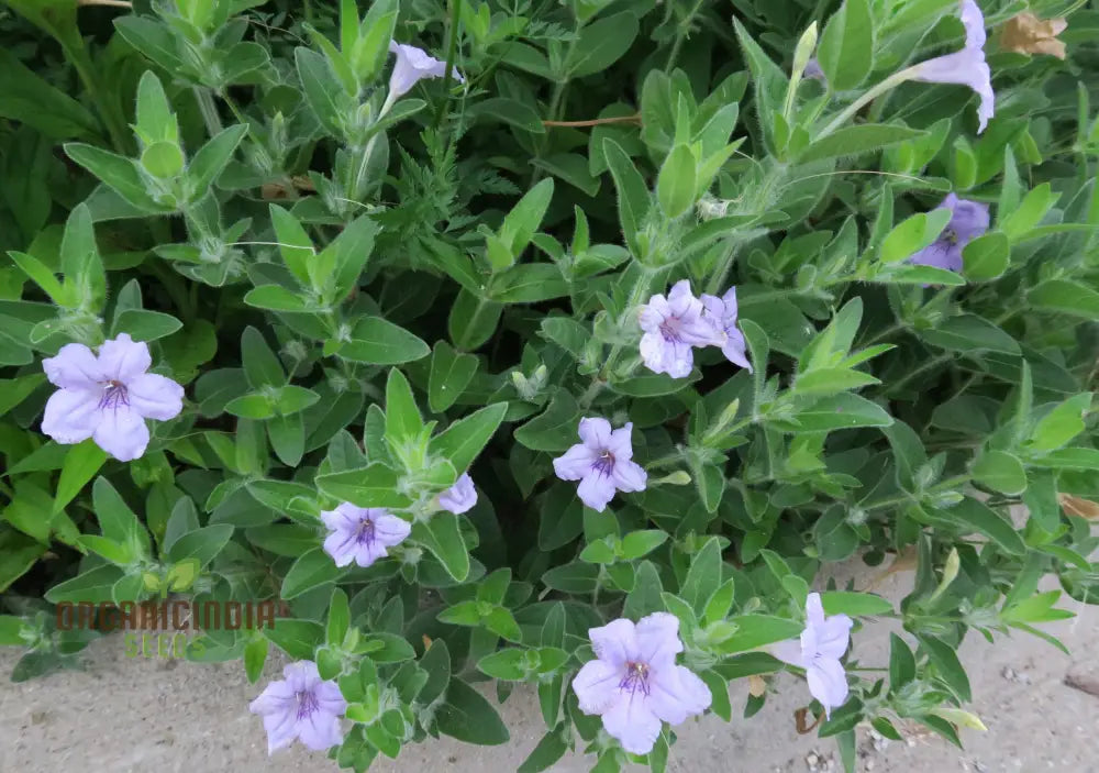 Ruellia Humilis Seeds - Premium Quality Gardening For Beautiful Wild Petunias