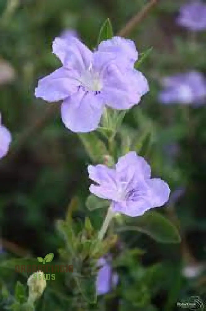 Ruellia Humilis Seeds - Premium Quality Gardening For Beautiful Wild Petunias