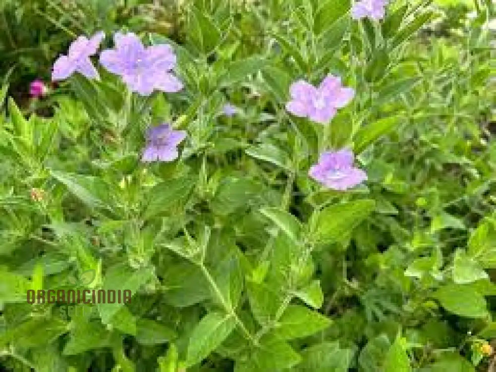 Ruellia Humilis Seeds - Premium Quality Gardening For Beautiful Wild Petunias