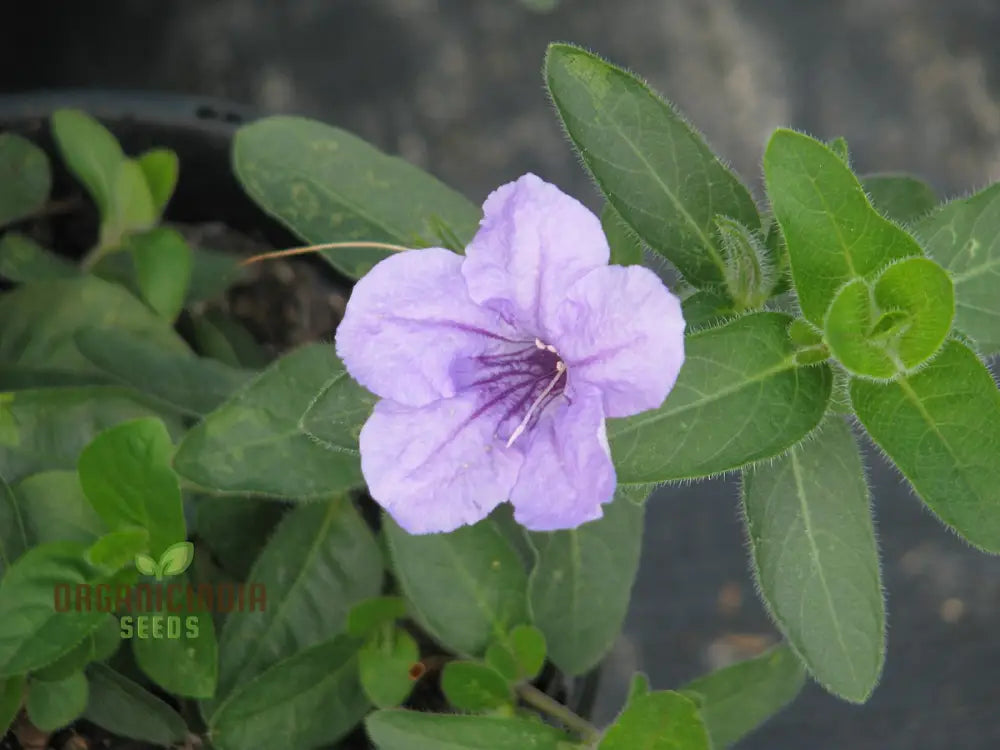 Ruellia Humilis Seeds - Premium Quality Gardening For Beautiful Wild Petunias