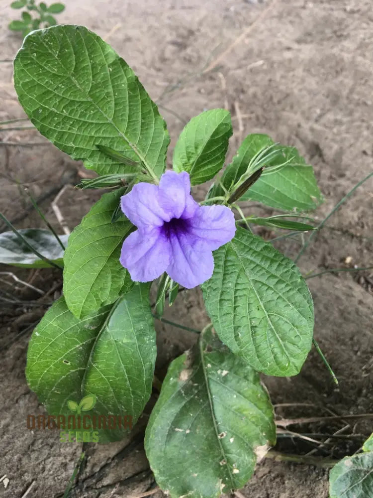 Ruellia Tuberosa Seeds - Premium Gardening Plant For Vibrant Flowers And Easy Growth