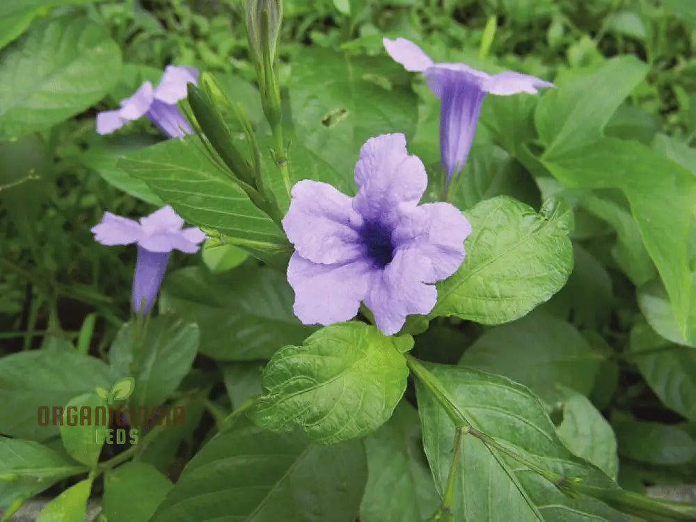 Ruellia Tuberosa Seeds - Premium Gardening Plant For Vibrant Flowers And Easy Growth