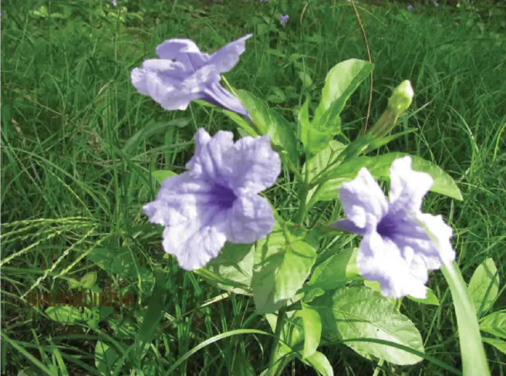 Ruellia Tuberosa Seeds - Premium Gardening Plant For Vibrant Flowers And Easy Growth