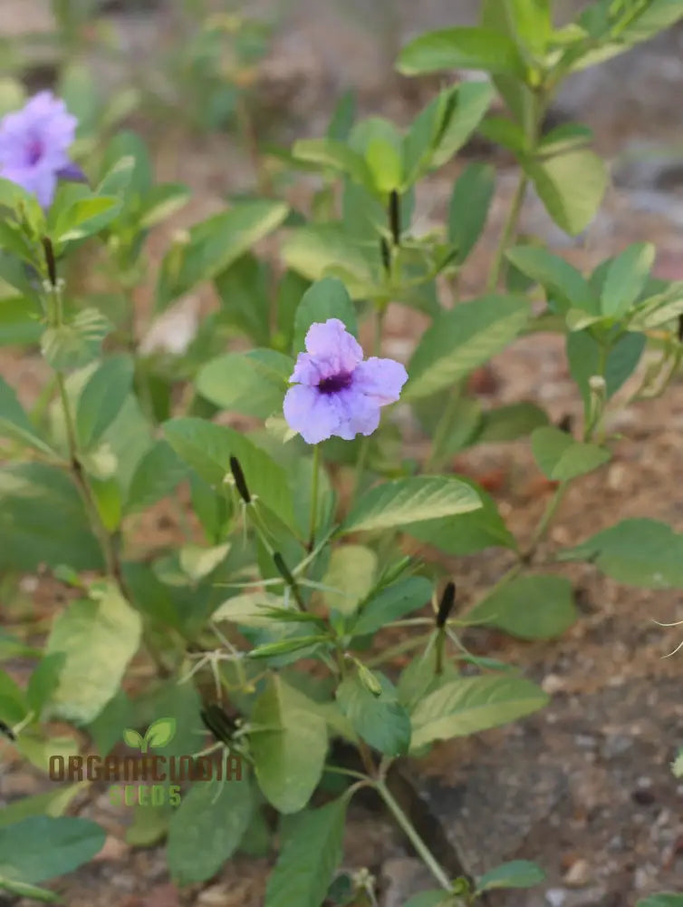 Ruellia Tuberosa Seeds - Premium Gardening Plant For Vibrant Flowers And Easy Growth