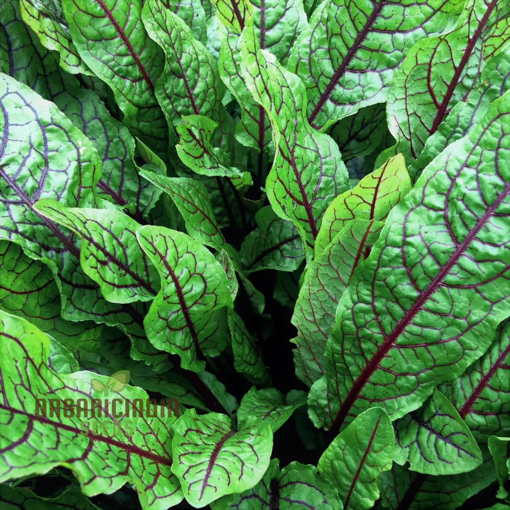 Rumex Sanguineus Seeds For Gardening Enthusiasts | Organic Vibrant Ornamental Plants