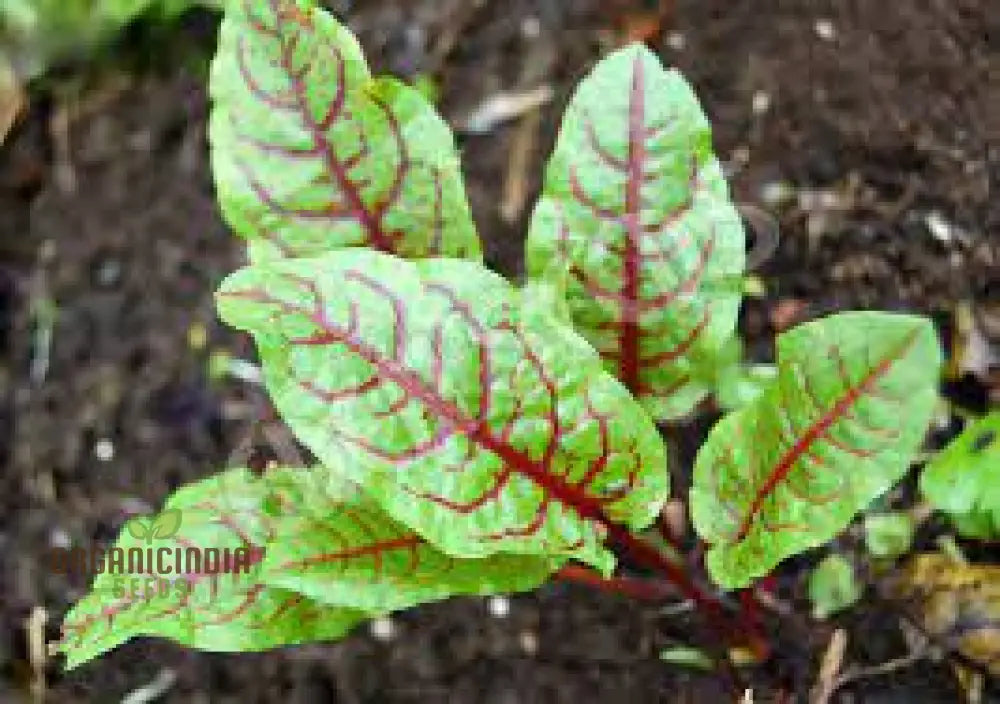 Rumex Sanguineus Seeds For Gardening Enthusiasts | Organic Vibrant Ornamental Plants