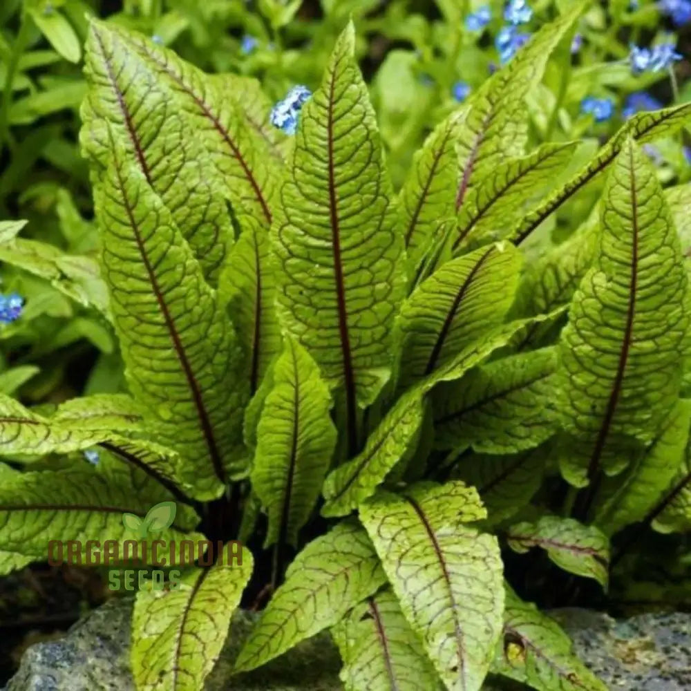 Rumex Sanguineus Seeds For Gardening Enthusiasts | Organic Vibrant Ornamental Plants