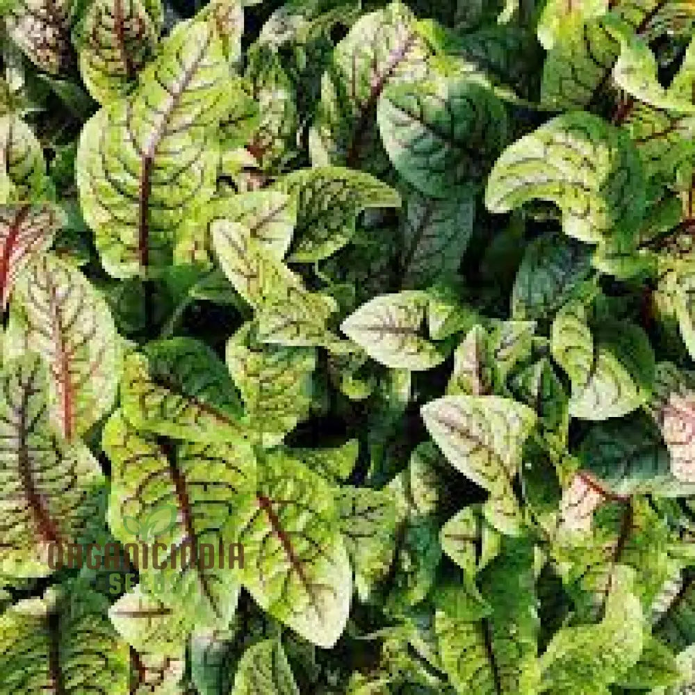 Rumex Sanguineus Seeds For Gardening Enthusiasts | Organic Vibrant Ornamental Plants