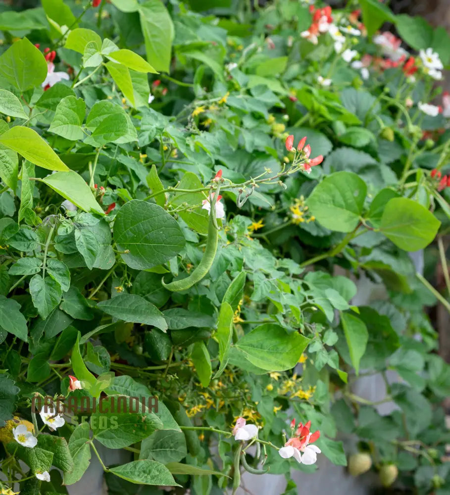 Runner Bean Hestia (Dwarf) Vegetable Seeds For Planting Perfect Small Gardens & Containers –