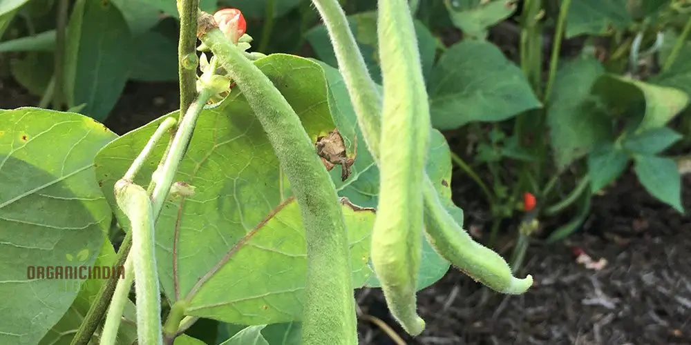 Runner Bean Hestia (Dwarf) Vegetable Seeds For Planting Perfect Small Gardens & Containers –