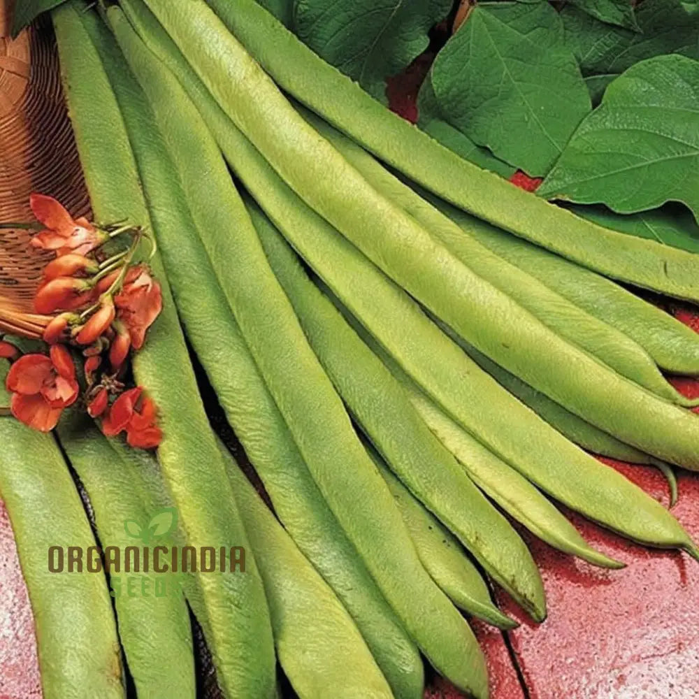 Runner Bean ’Scarlet Emperor Seeds - Vigorous Vines For Abundant Harvests Vegetable