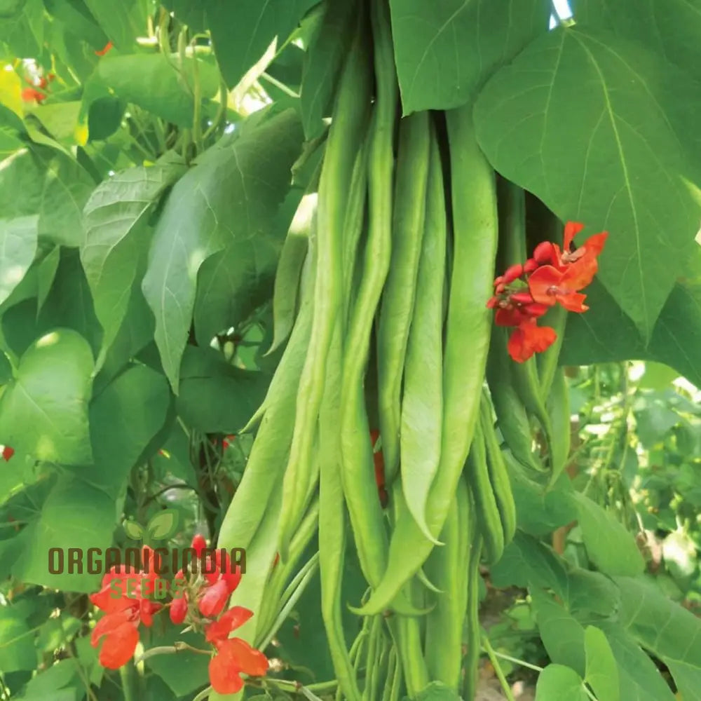 Runner Bean ’Scarlet Emperor Seeds - Vigorous Vines For Abundant Harvests Vegetable