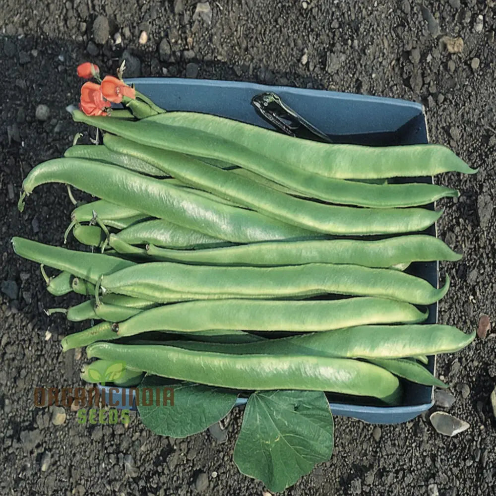 Runner Bean ’Scarlet Emperor Seeds - Vigorous Vines For Abundant Harvests Vegetable