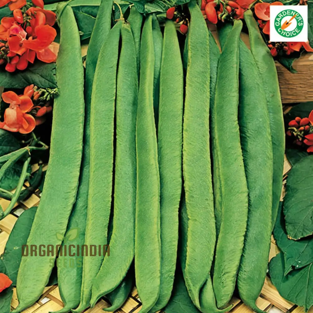 Runner Bean ’Scarlet Emperor Seeds - Vigorous Vines For Abundant Harvests Vegetable