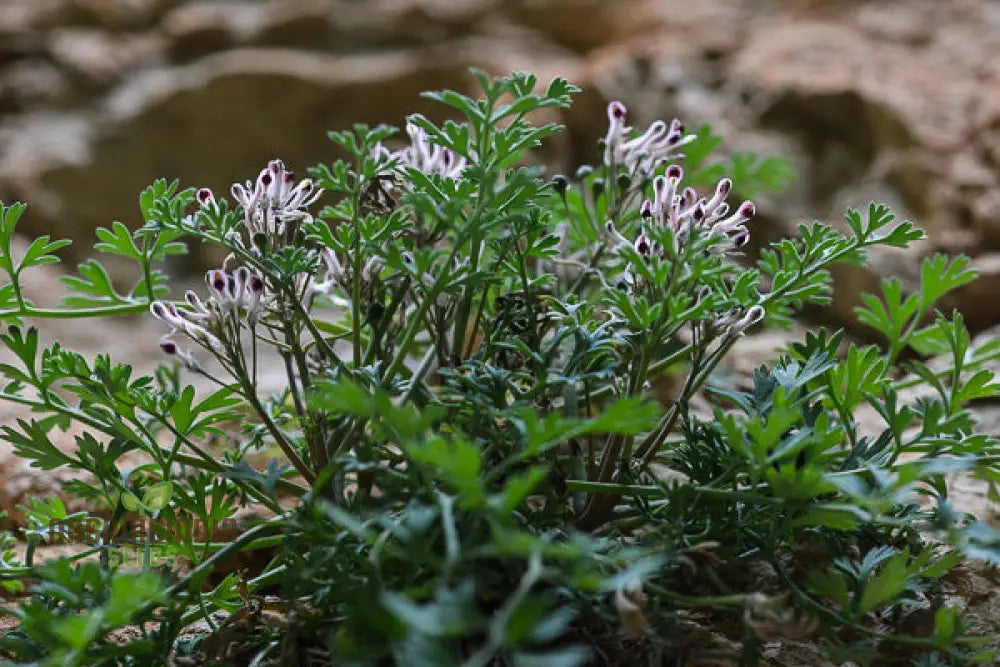 Rupicapnos Africana Seeds For Gardening Enthusiasts | Organic Flower