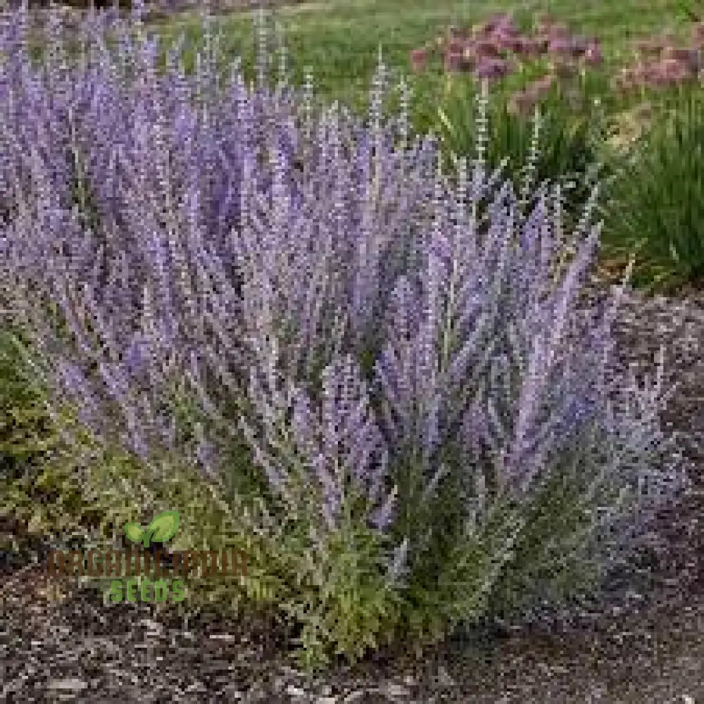 Russian Sage 50Pcs Plant Seeds