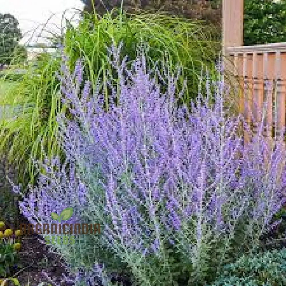 Russian Sage 50Pcs Plant Seeds