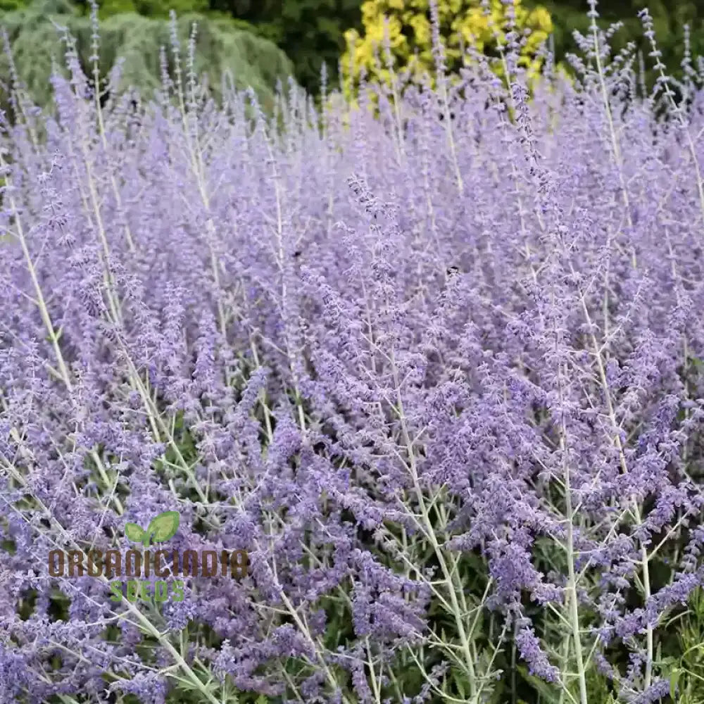 Russian Sage 50Pcs Plant Seeds