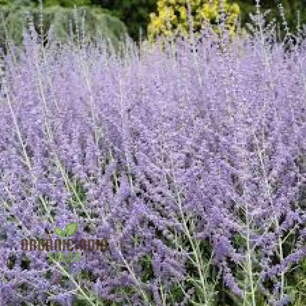 Russian Sage 50Pcs Plant Seeds