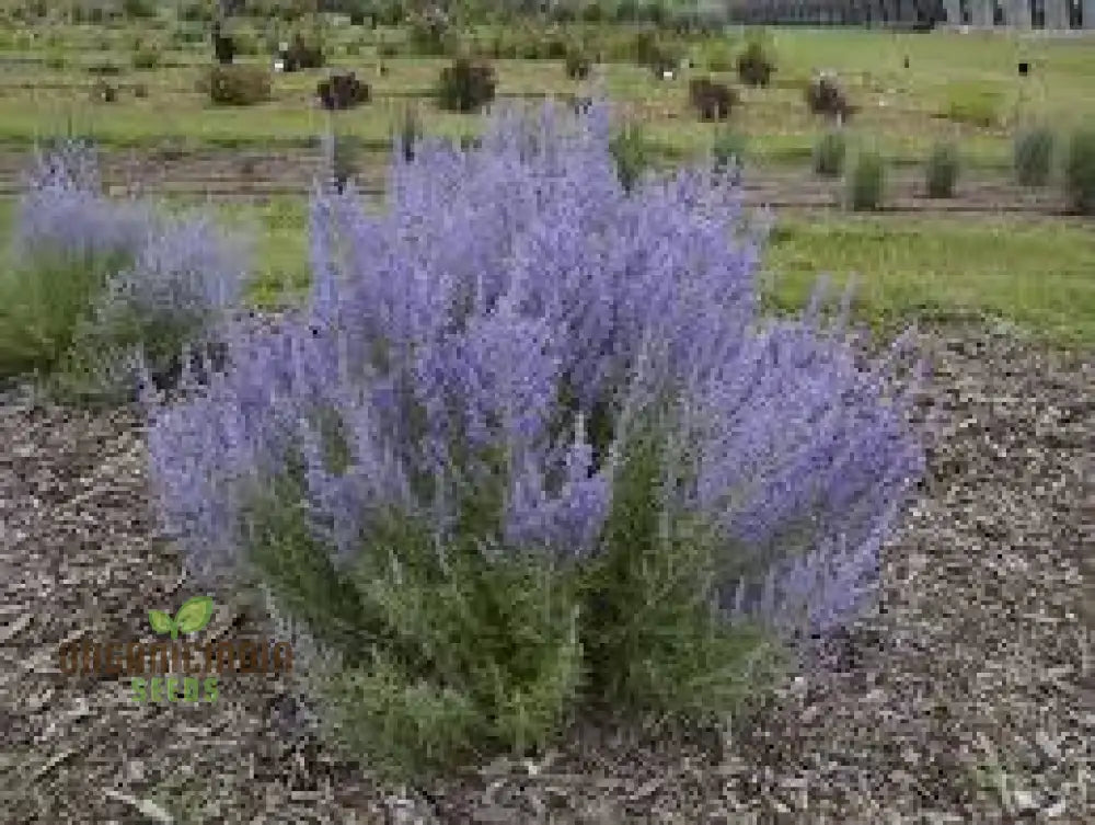 Russian Sage 50Pcs Plant Seeds