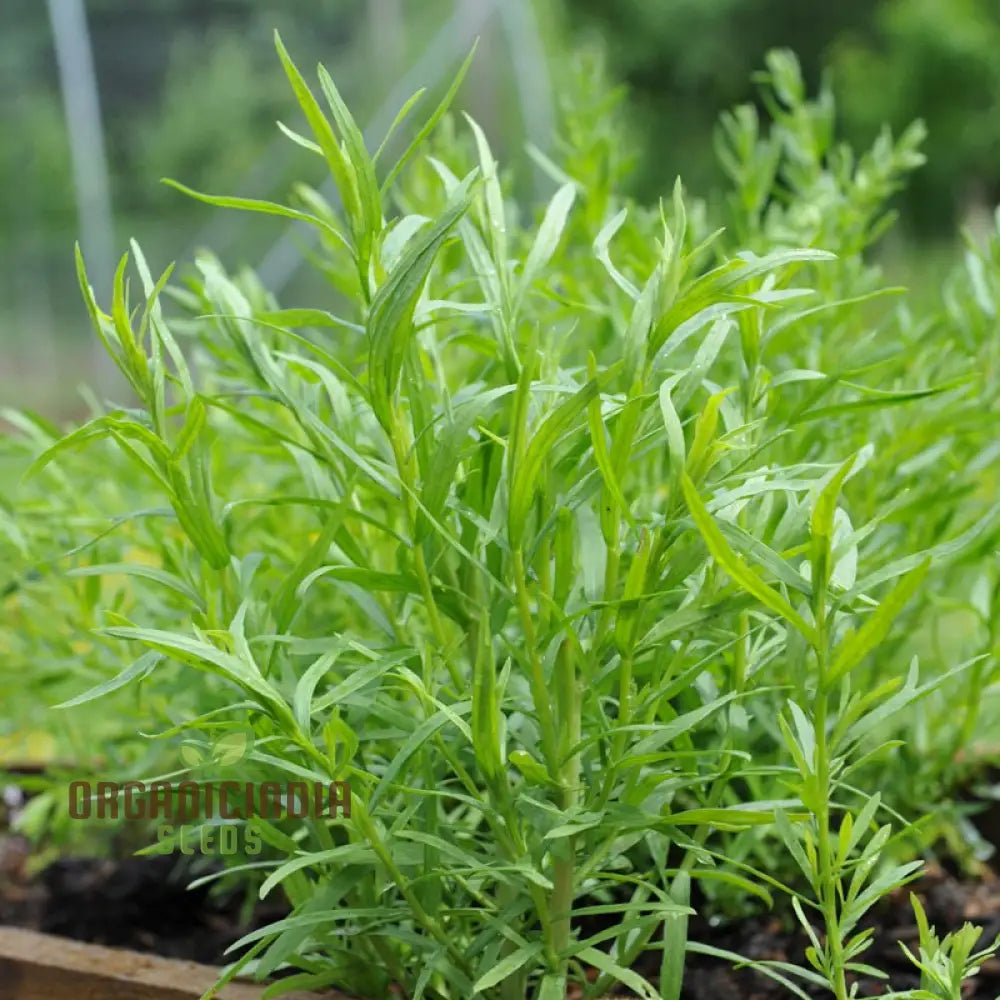 Russian Tarragon Seeds For Planting Top-Quality Premium Perfect Home Gardens Kitchen Herb