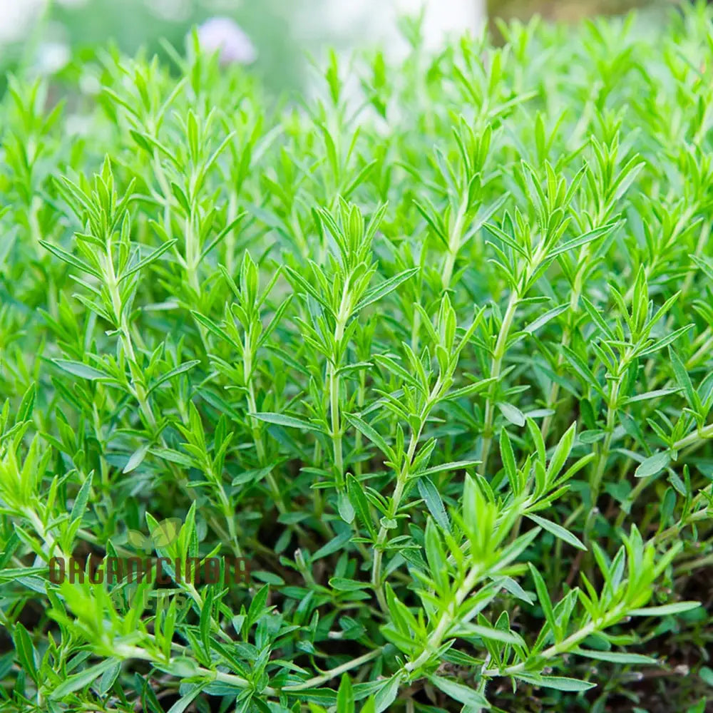 Russian Tarragon Seeds For Planting Top-Quality Premium Perfect Home Gardens Kitchen Herb