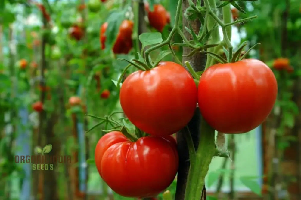 Rutgers Tomato Vegetable Seeds Growing Juicy And Flavorful Harvests With Expert Planting Gardening