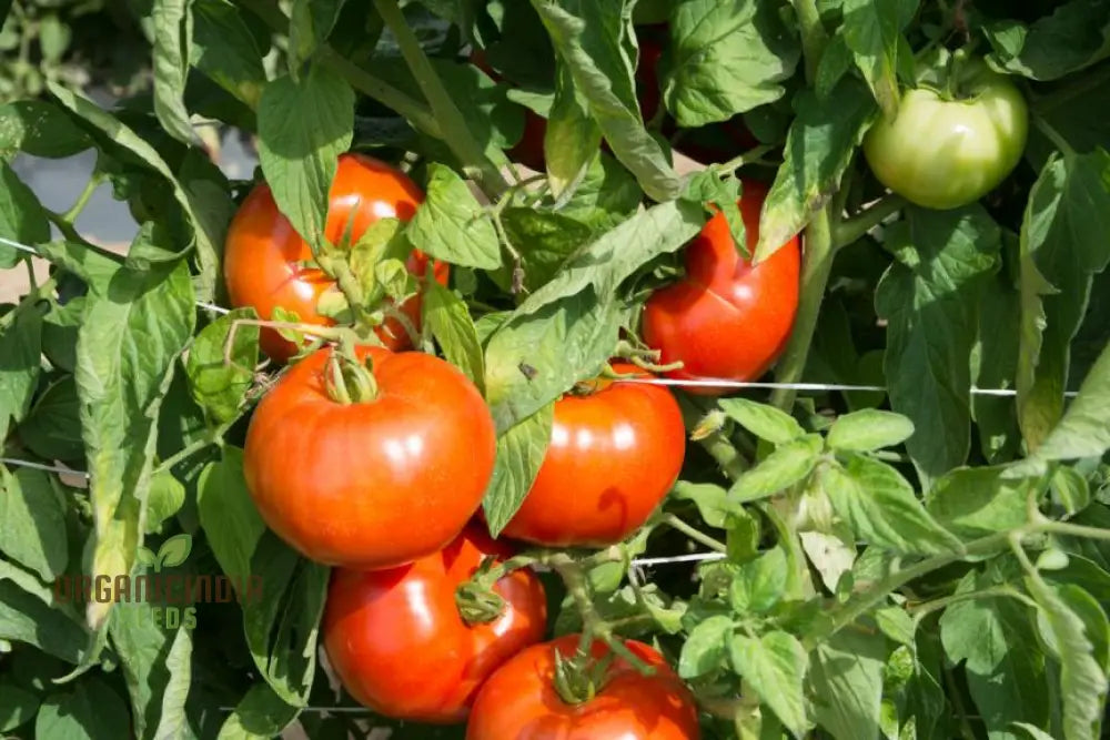 Rutgers Tomato Vegetable Seeds Growing Juicy And Flavorful Harvests With Expert Planting Gardening